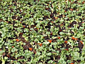 PELARGONIUM SEEDLING READY TO PLANT