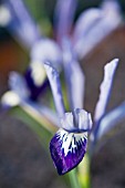 IRIS RETICULATA NATASCHA,  HARDY BULB,  FEBRUARY