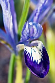 IRIS RETICULATA NATASCHA,  HARDY BULB,  FEBRUARY