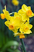 NARCISSUS GRAND SOLEIL DOR