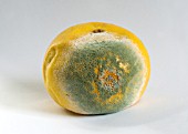 PENICILLIUM EXPANSUM,  BLUE MOULD ON GRAPEFRUIT,  CITRUS X PARADISI,  FEBRUARY