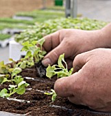 PRICKING OUT TRAILING LOBELIA SEEDLINGS