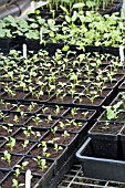 SPRING VEGETABLES,  POT GROWN SEEDLINGS INCLUDING CELERY,  APIUM GRAVEOLENS,  JANUARY