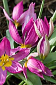 TULIPA HUMULIS CHINA CORAL