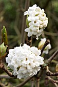 VIBURNUM GRANDIFLORA FOETENS,  DECIDUOUS SHRUB,  FEBRUARY