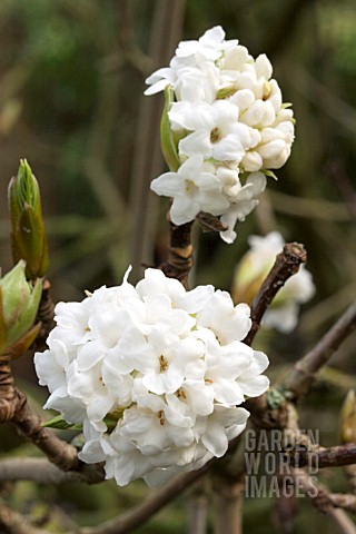 VIBURNUM_GRANDIFLORA_FOETENS__DECIDUOUS_SHRUB__FEBRUARY