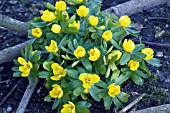 ERANTHIS HYEMALIS,  WINTER ACONITE