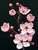 PRUNUS CERASIFERA NIGRA (ORNAMENTAL PLUM)