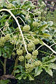 FATSIA JAPONICA,  HARDY EVERGREEN SHRUB,  FRUITS,  FEBRUARY