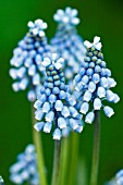 MUSCARI BLUE MAGIC,  HARDY BULB,  FEBRUARY