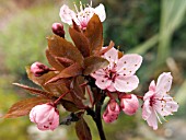 PRUNUS CERASIFERA NIGRA (ORNAMENTAL PLUM)