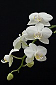 PHALAENOPSIS HYBRID,  WHITE SPRAY