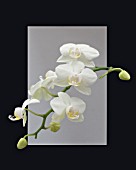 PHALAENOPSIS HYBRID,  WHITE SPRAY,  TENDER ORCHID,  FEBRUARY