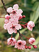 PRUNUS CERASIFERA NIGRA (ORNAMENTAL PLUM)