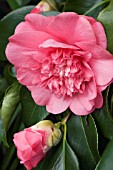 CAMELLIA JAPONICA ELEGANS,  HARDY EVERGREEN SHRUB,  FEBRUARY