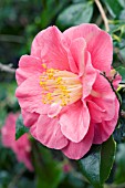 CAMELLIA JAPONICA GLOIRE DE NANTES,  HARDY EVERGREEN SHRUB,  FEBRUARY