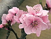 PRUNUS PERSICA DUKE OF YORK (PEACH)