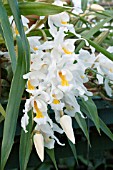 COELOGYNE CRISTATA GLACIER MINT,  TENDER ORCHID,  FEBRUARY