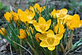 CROCUS CHRYSANTHUS VAR FUSCOTINCTUS,  HARDY BULB,  FEBRUARY