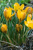 CROCUS CHRYSANTHUS VAR FUSCOTINCTUS,  HARDY BULB,  FEBRUARY