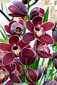 CYMBIDIUM HYBRID