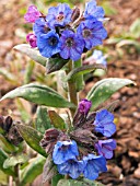 PULMONARIA HIGHDOWN (LUNGWORT)