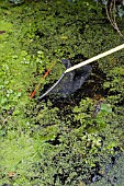 LEMNA MAJOR,  DUCKWEED REMOVAL FORM POND WITH A NET,  FEBRUARY