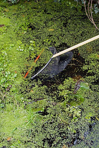 LEMNA_MAJOR__DUCKWEED_REMOVAL_FORM_POND_WITH_A_NET__FEBRUARY