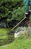 LEMNA MAJOR,  DUCKWEED REMOVAL FORM POND WITH A NET,  FEBRUARY