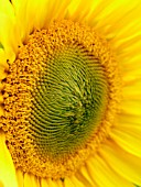 HELIANTHUS ANNUUS (SUNFLOWER)