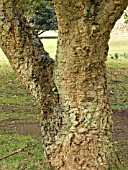 QUERCUS SUBER (CORK OAK)