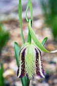 FRITILLARIA HERMONIS AMANA,  HARDY BULB,  MARCH