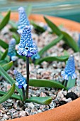 MUSCARI AZUREUM,  HARDY BULB