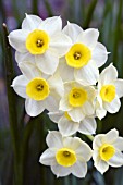 NARCISSUS MINNOW,  DAFFODIL,  MARCH