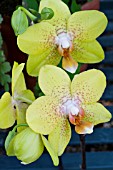 PHALAENOPSIS MODERN HYBRID,  TENDER MOTH ORCHID,  MARCH