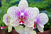 PHALAENOPSIS MODERN HYBRID,  TENDER MOTH ORCHID,  MARCH