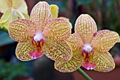 PHALAENOPSIS MODERN HYBRID,  TENDER MOTH ORCHID,  MARCH