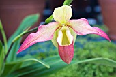 PHRAGMIPEDIUM ERIC YOUNG,  TENDER ORCHID,  MARCH