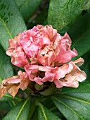 RHODODENDRON CHRISTMAS CHEER (NEARLY FULL FLOWER)