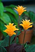 CALATHEA CROCATA,  TROPICAL POT PLANT,  MARCH