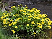 CALTHA PALUSTRIS , KINGCUP,  NATIVE WATERSIDE PERENNIAL,  MARCH