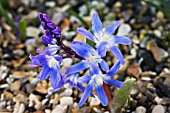 CHIONODOXA FORBESII,  HARDY BULB,  MARCH