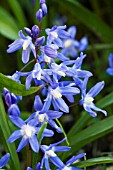 CHIONODOXA LUCILIAE,  HARDY BULB,  MARCH