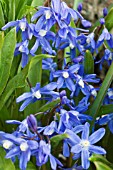 CHIONODOXA LUCILIAE,  HARDY BULB,  MARCH