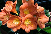 CLIVIA GARDENII,  TENDER POT PLANT,  MARCH