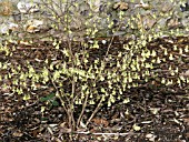 CORYLOPSIS PAUCIFLORA,  DECIDUOUS SHRUB,  MARCH