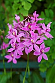 EPIDENDRUM RADICANS,  PURPLE FORM,  TENDER ORCHID,  MARCH