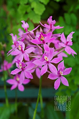 EPIDENDRUM_RADICANS__PURPLE_FORM__TENDER_ORCHID__MARCH