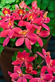 EPIDENDRUM RADICANS,  RED FORM,  TENDER ORCHID,  MARCH