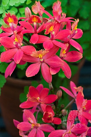 EPIDENDRUM_RADICANS__RED_FORM__TENDER_ORCHID__MARCH